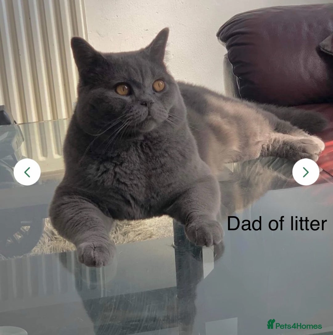 British Shorthair cats for sale: ✨British Shorthair GCCF 5 generation Pedigree✨ - Advert 11