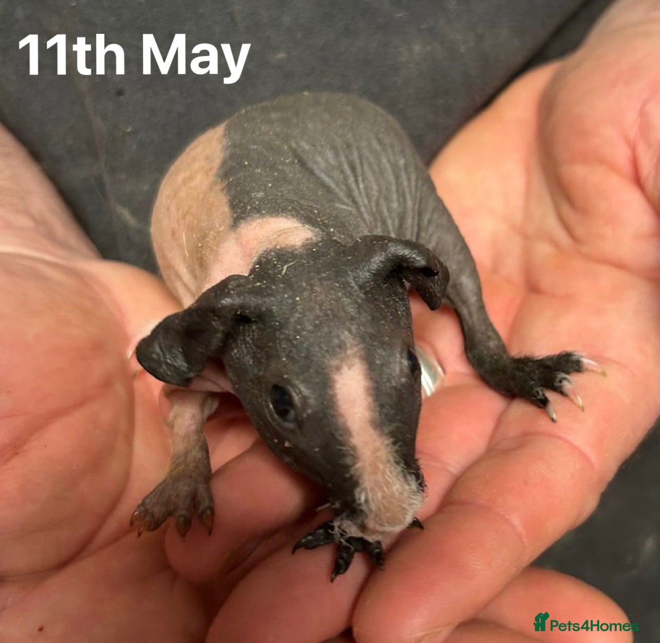 Guinea Pig rodents Skinny Pig Sows.  - Advert 3