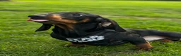 Dachshund dogs for sale: Dachshund  in Wisbech - Advert 5