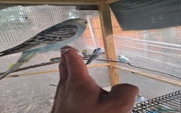 Budgerigars birds for sale: Silly hand tamed baby budgies for sale  - Image 11