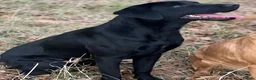 Labrador Retriever dogs for sale: Working Line Labrador Puppies  - Advert 6