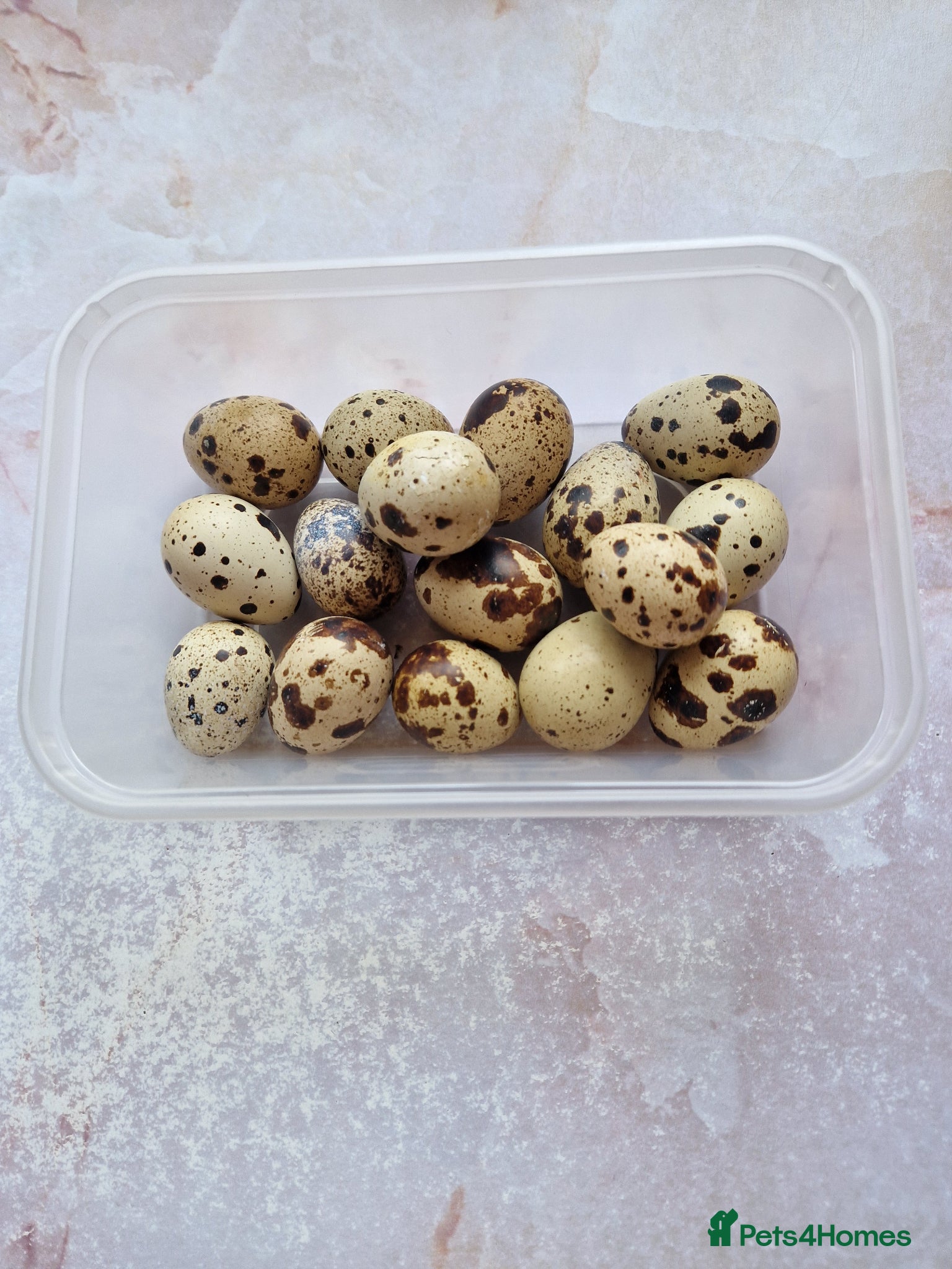 Quail poultry Jumbo Quail eggs - Fertile  - Advert 1