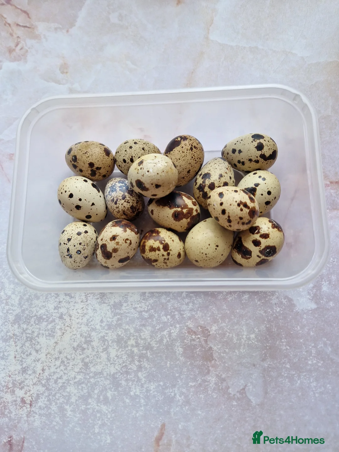 Quail poultry for sale: Jumbo Quail eggs - Fertile  - Advert 1