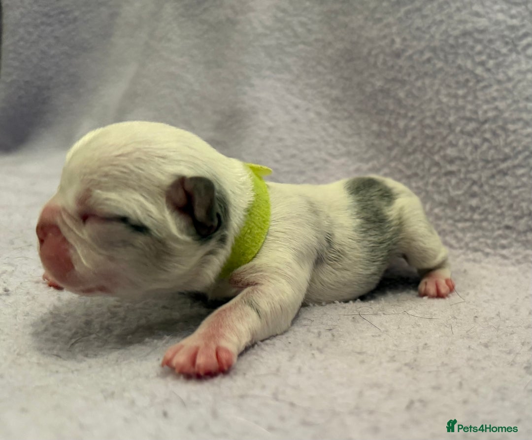 French Bulldog dogs for sale: Beautiful KC registered French Bulldog puppies - Advert 3