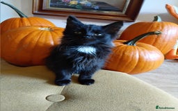 Mixed Breed cats for sale: Gorgeous black kittens - Image 6