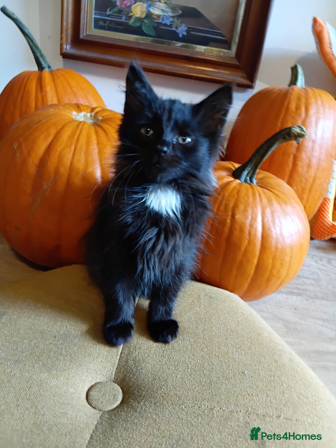 Mixed Breed cats for sale: Gorgeous black kittens - Image 6