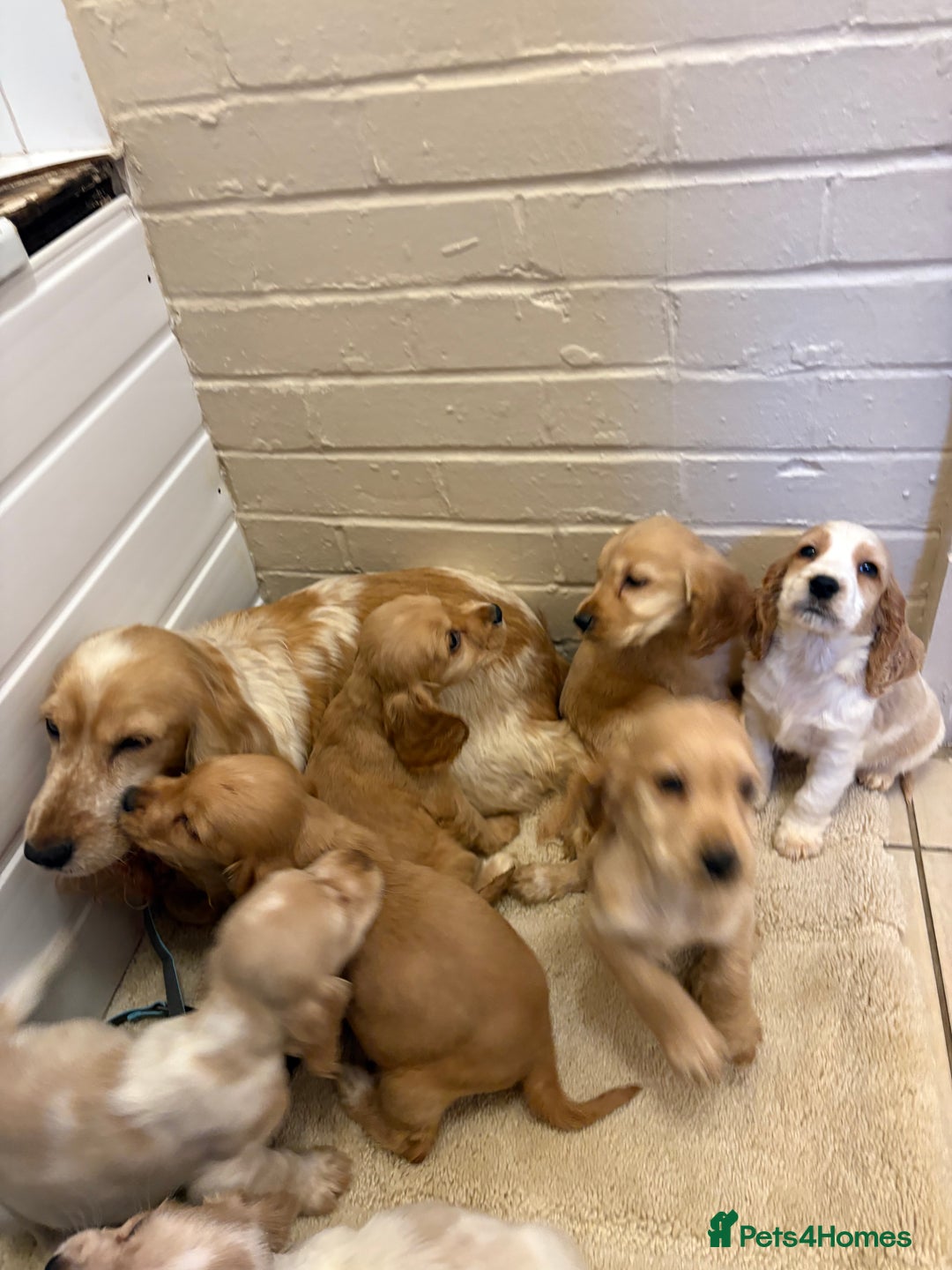 Cocker Spaniel dogs for sale: SHOW TYPE COCKER SPANIELS PUPPIES  - Advert 1