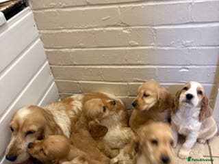 Cocker Spaniel dogs SHOW TYPE COCKER SPANIELS PUPPIES - Advert 5