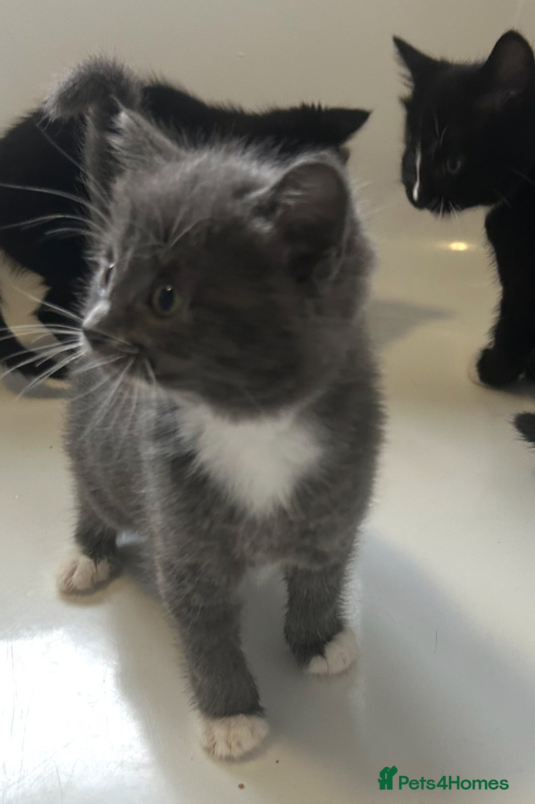 Mixed Breed cats for sale: 4 kittens looking for their forever home  - Advert 4