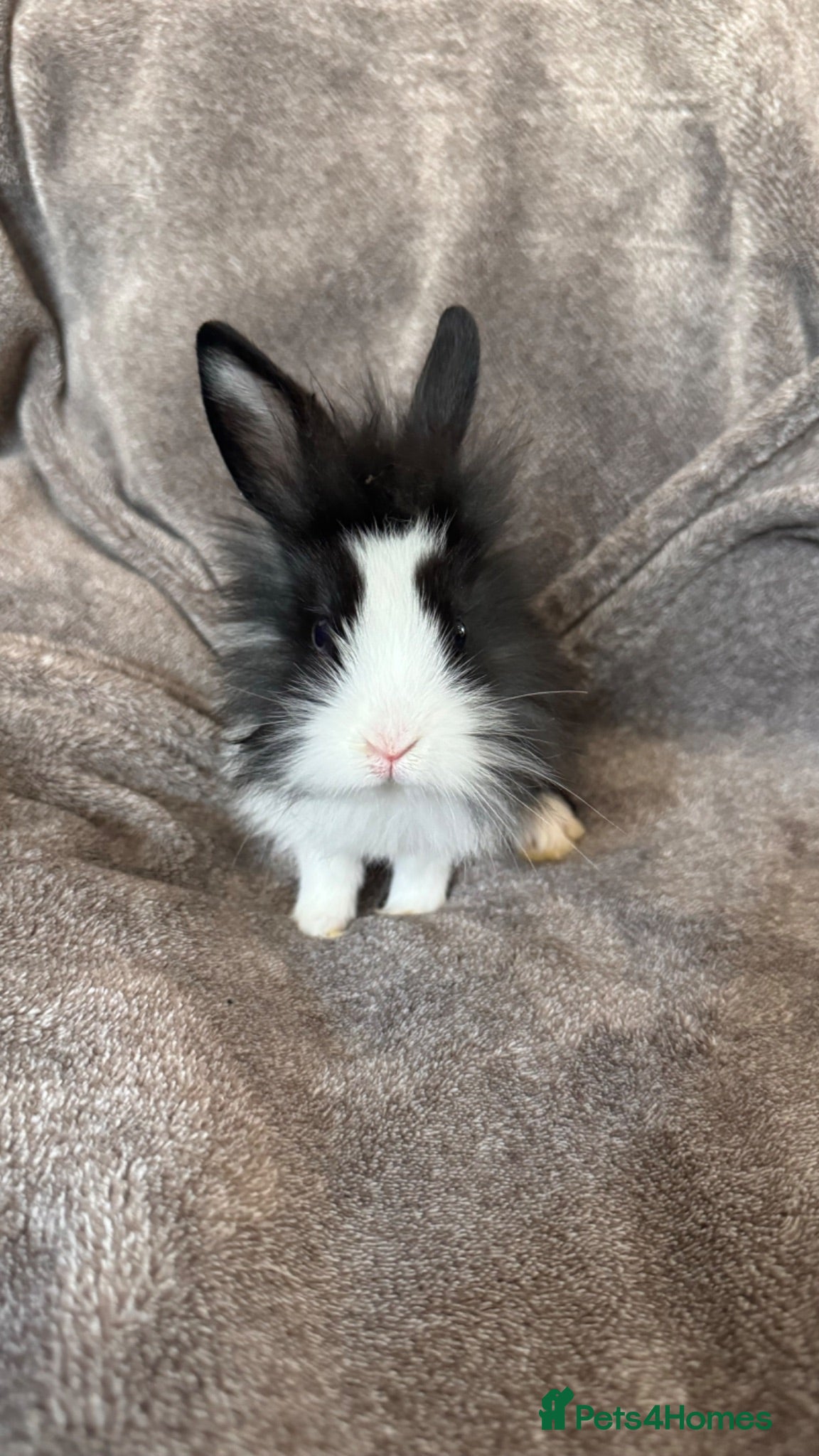 Mixed Breed rabbits     Fluffy Lionhead & Netherland Dwarf Mix Bunnies - Advert 1