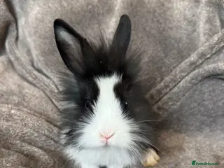 Mixed Breed rabbits Fluffy Lionhead & Netherland Dwarf Mix Bunnies - Advert 1