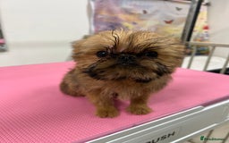 Griffon Bruxellois dogs for sale: Stunning red rough puppy  - Image 4