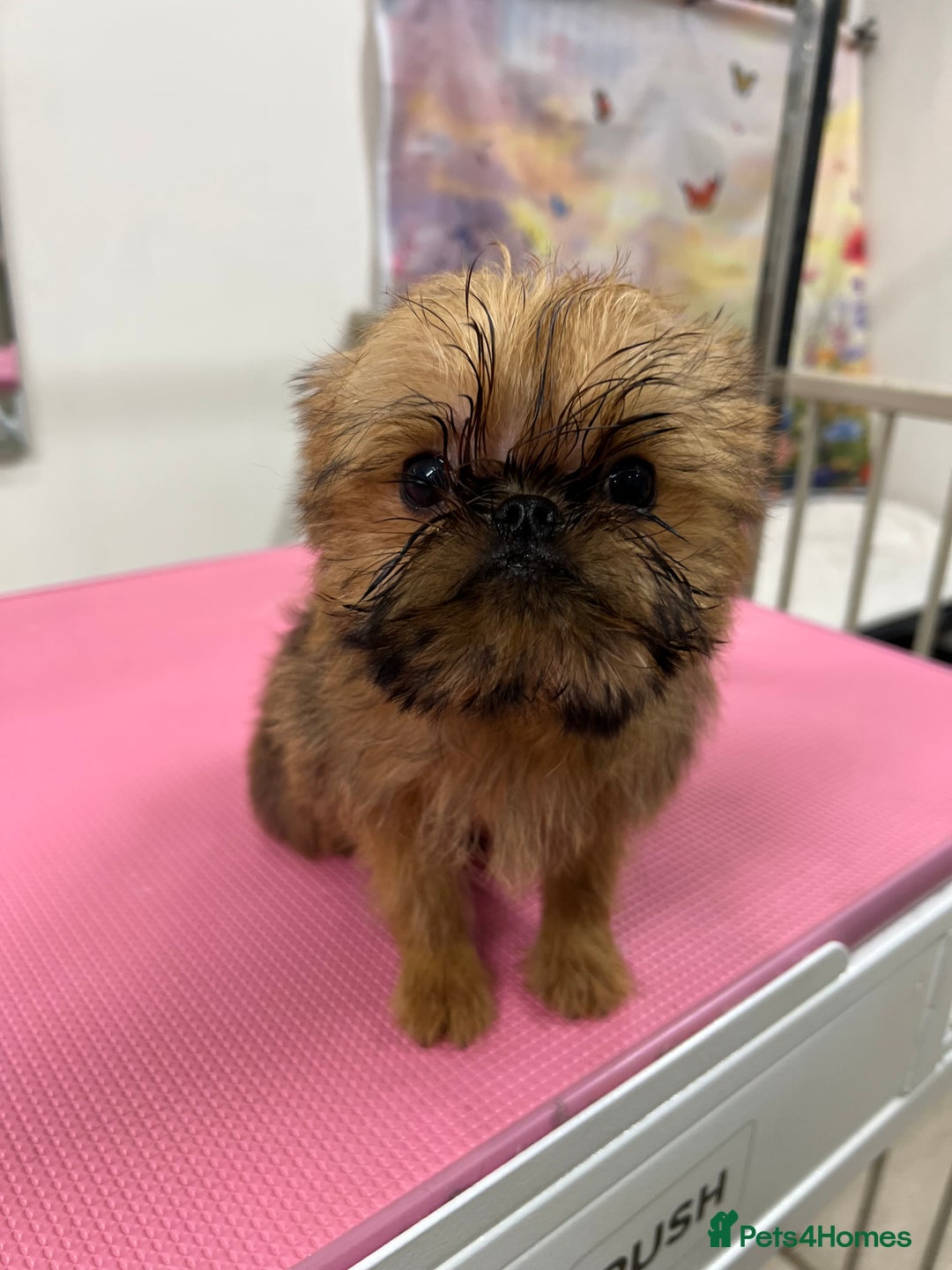 Griffon Bruxellois dogs for sale: Stunning red rough puppy  - Image 4