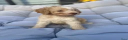 Mixed Breed dogs for sale: Cockatzu in Rowley Regis - Advert 5