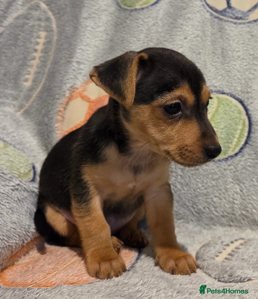 Jack Russell dogs for sale: Beautiful miniature jack Russell babies  - Advert 5