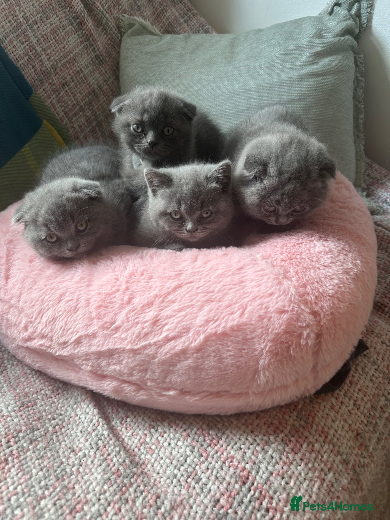 Scottish Fold cats Adorable and friendly Scottish fold kittens - Advert 2