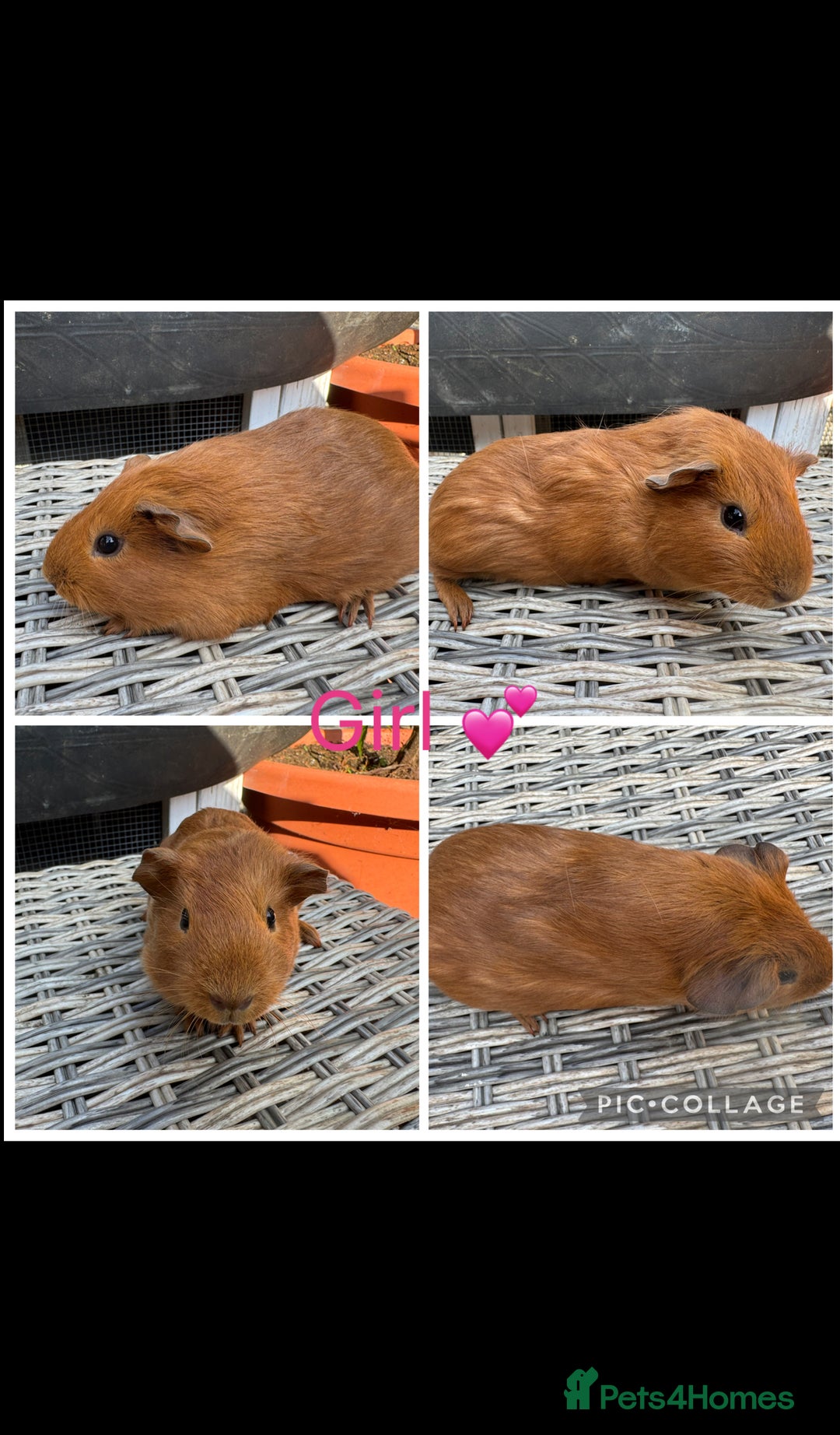 Guinea Pig rodents for sale: only 10 girls left Funky&smooth Guinea pigs - Image 7