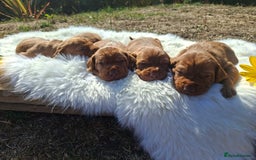 Hungarian Vizsla dogs for sale: Hungarian vizsla  - Image 15