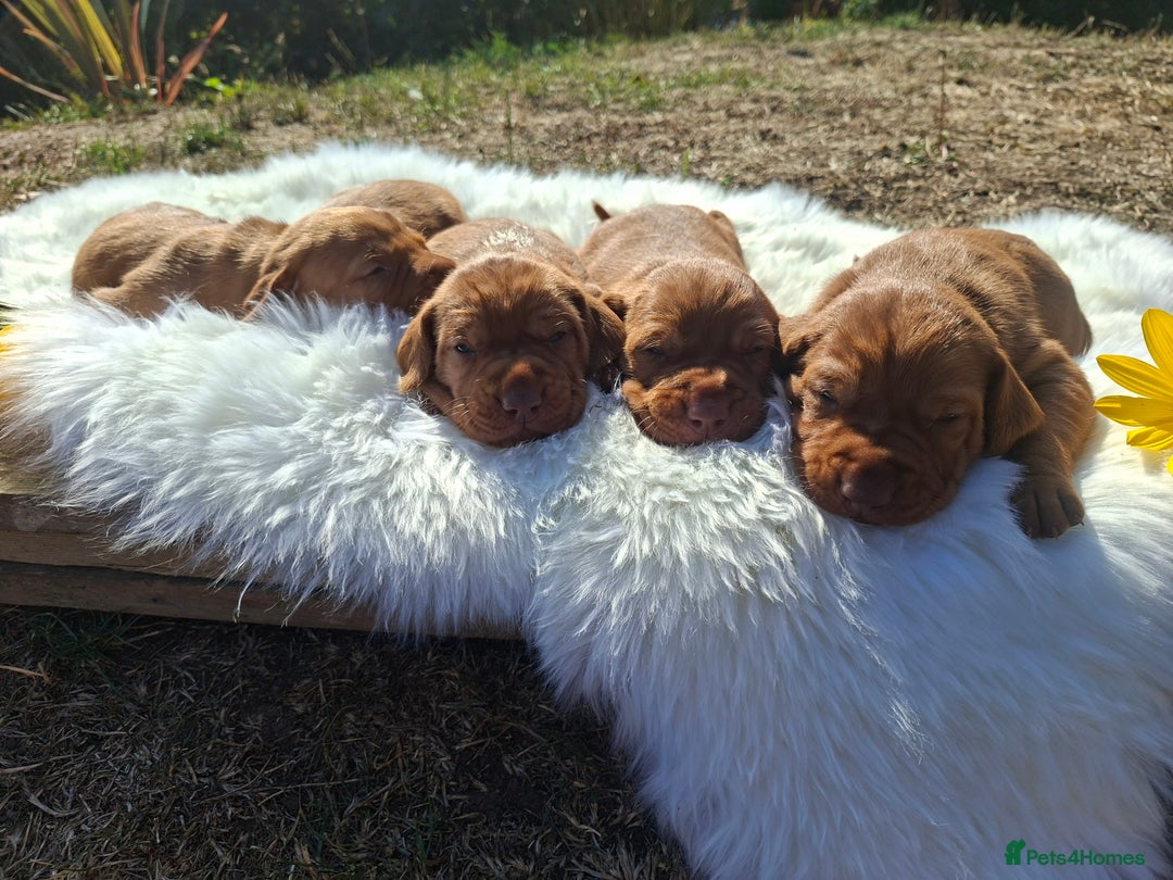 Hungarian Vizsla dogs for sale: Hungarian vizsla  - Image 15