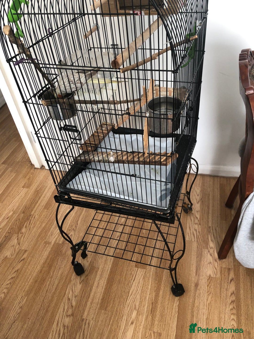 Cockatiels birds for sale: Female - Image 2