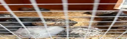 Quail poultry for sale: Chinese button quails  - Advert 4