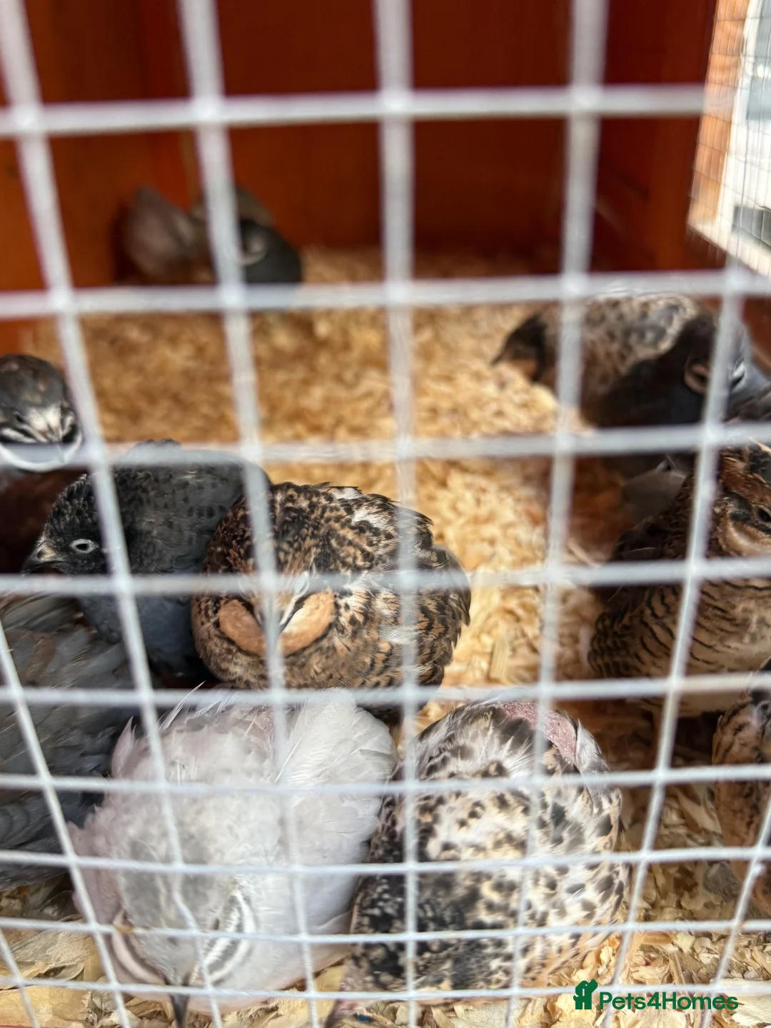 Quail poultry for sale: Chinese button quails  - Advert 4