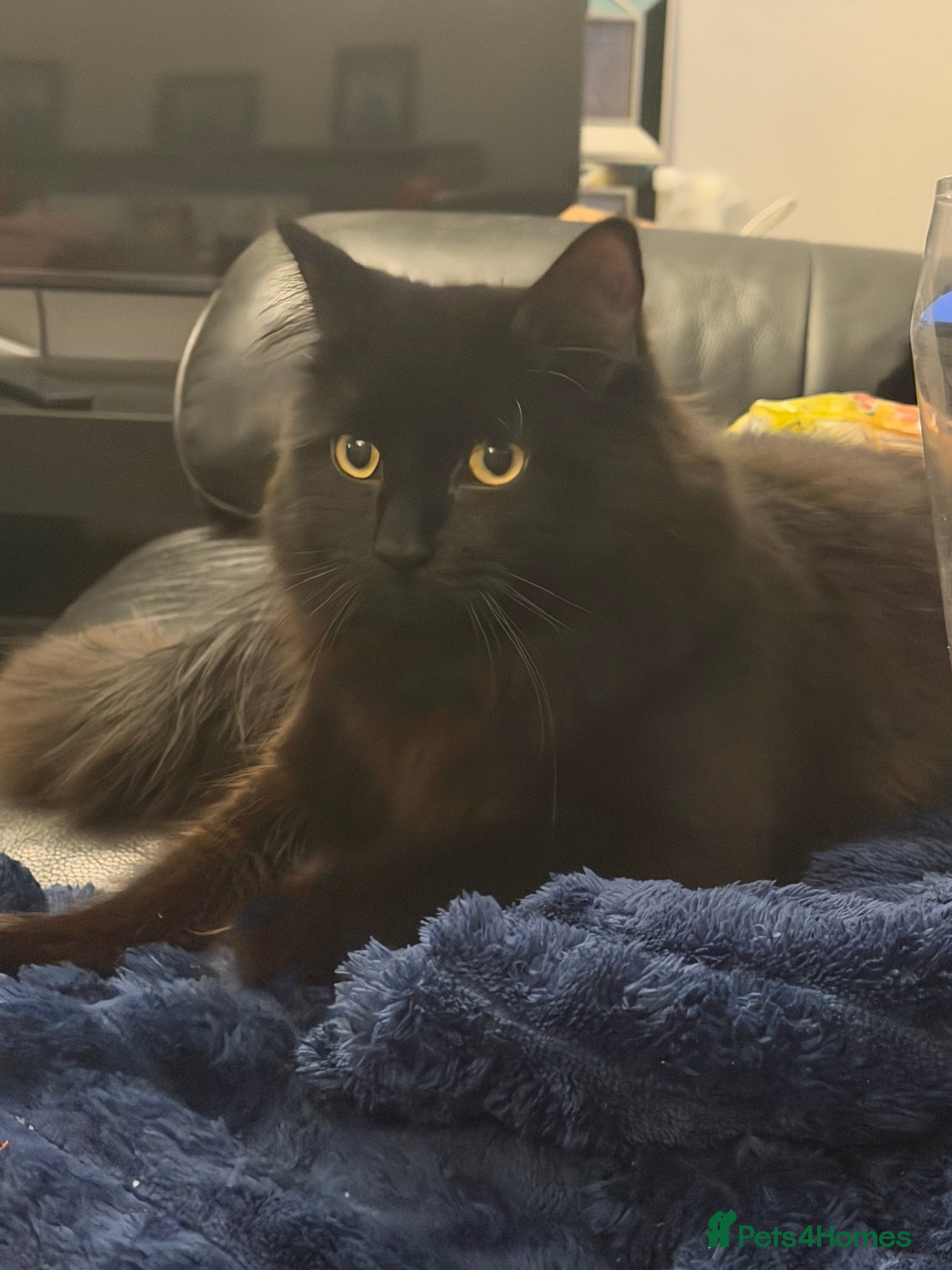 Mixed Breed cats Male kitten - Advert 1