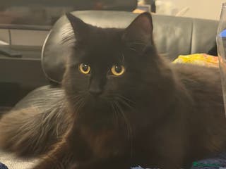 Mixed Breed cats Male kitten - Advert 17