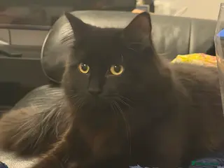 Mixed Breed cats Male kitten - Advert 6