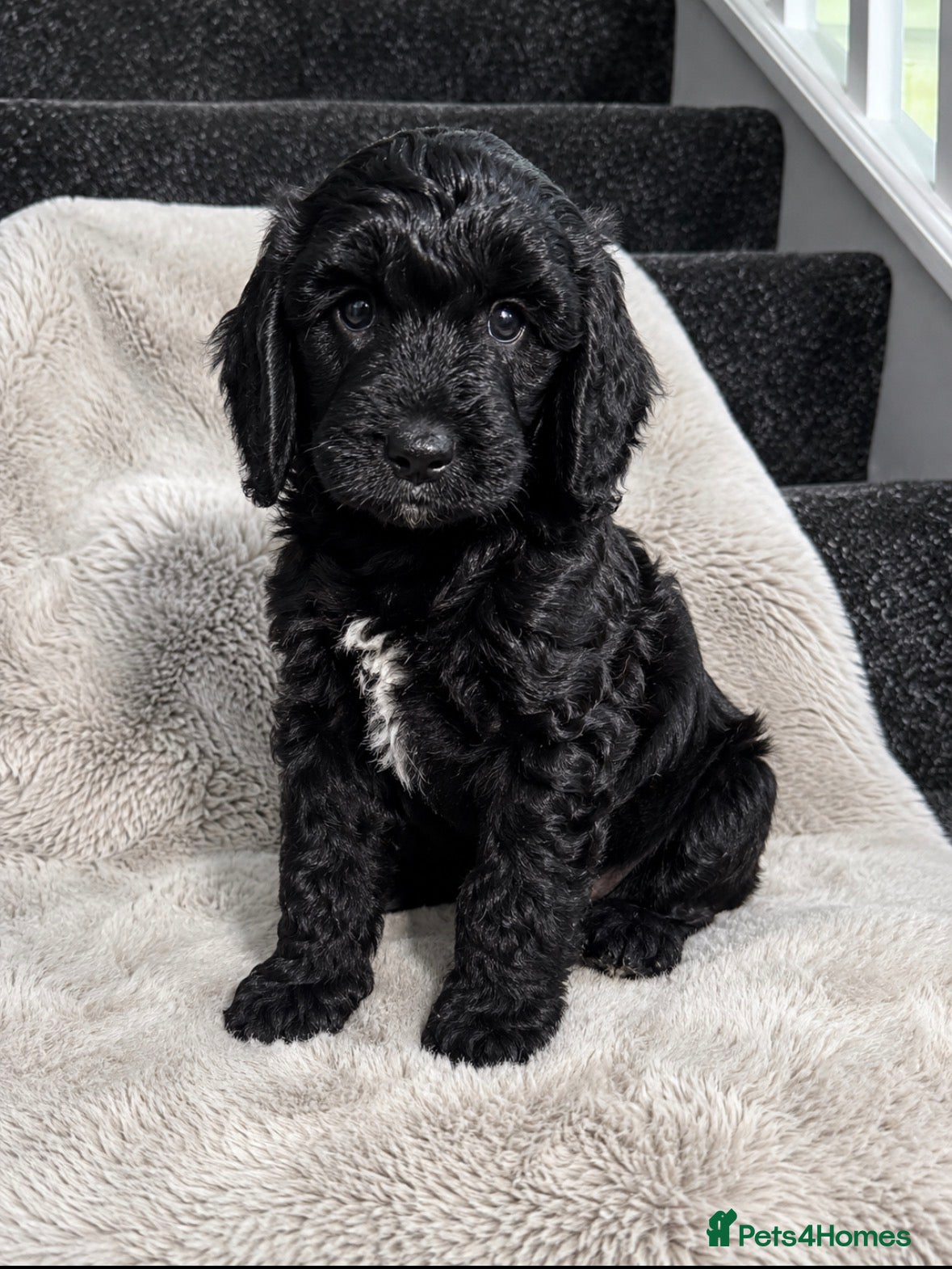 Cockapoo dogs Cockerpoo - Advert 18