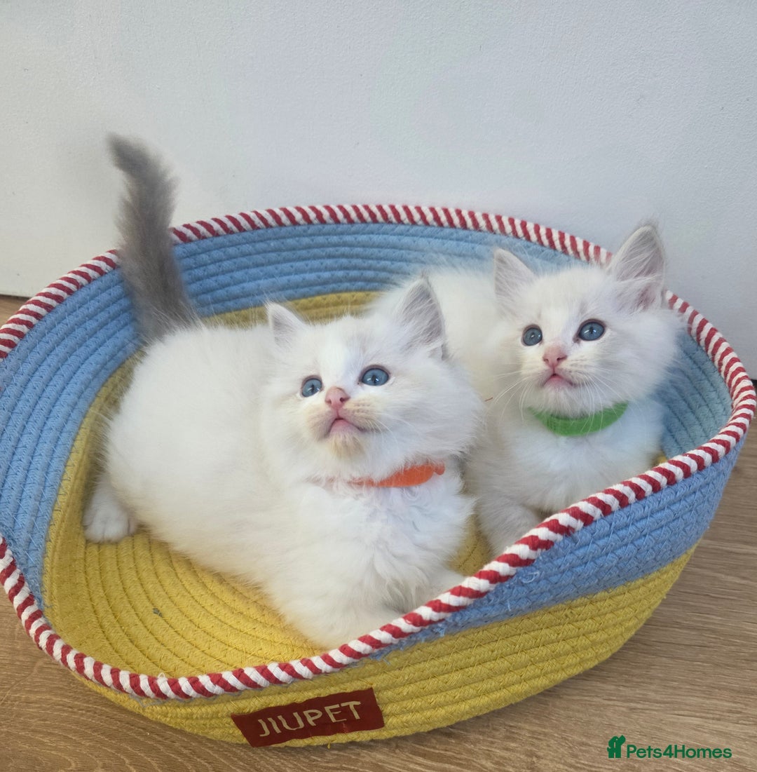 Ragdoll cats for sale: GCCF registered ragdoll kittens  - Advert 2