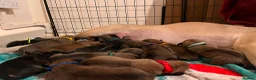 Presa Canario dogs for sale: Presa Canario Puppies Availale  - Advert 5