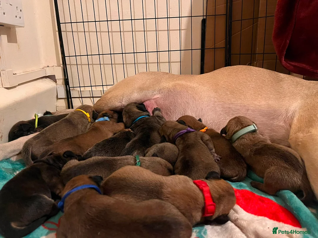 Presa Canario dogs for sale: Presa Canario Puppies Availale  - Advert 5