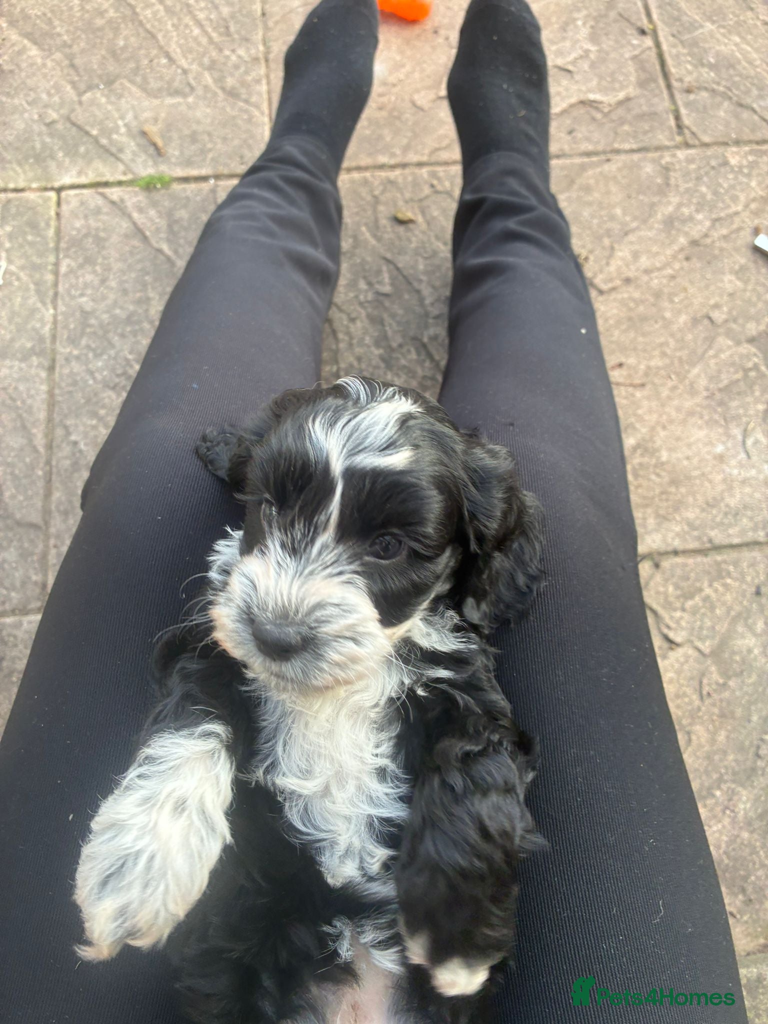 Cockapoo dogs F2  miniature cockapoo puppies  .PRA clear  - Advert 12