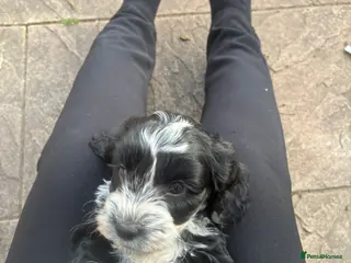 Cockapoo dogs F2 miniature cockapoo puppies .PRA clear - Advert 12