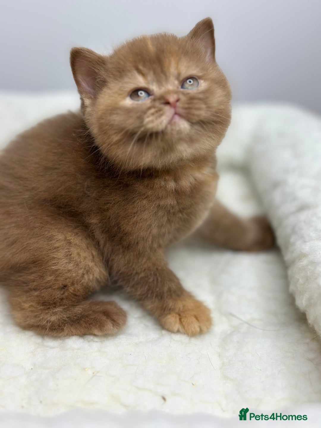 British Shorthair cats for sale: TICA, Exceptional line, BSH and BLH kittens🐾 - Advert 4