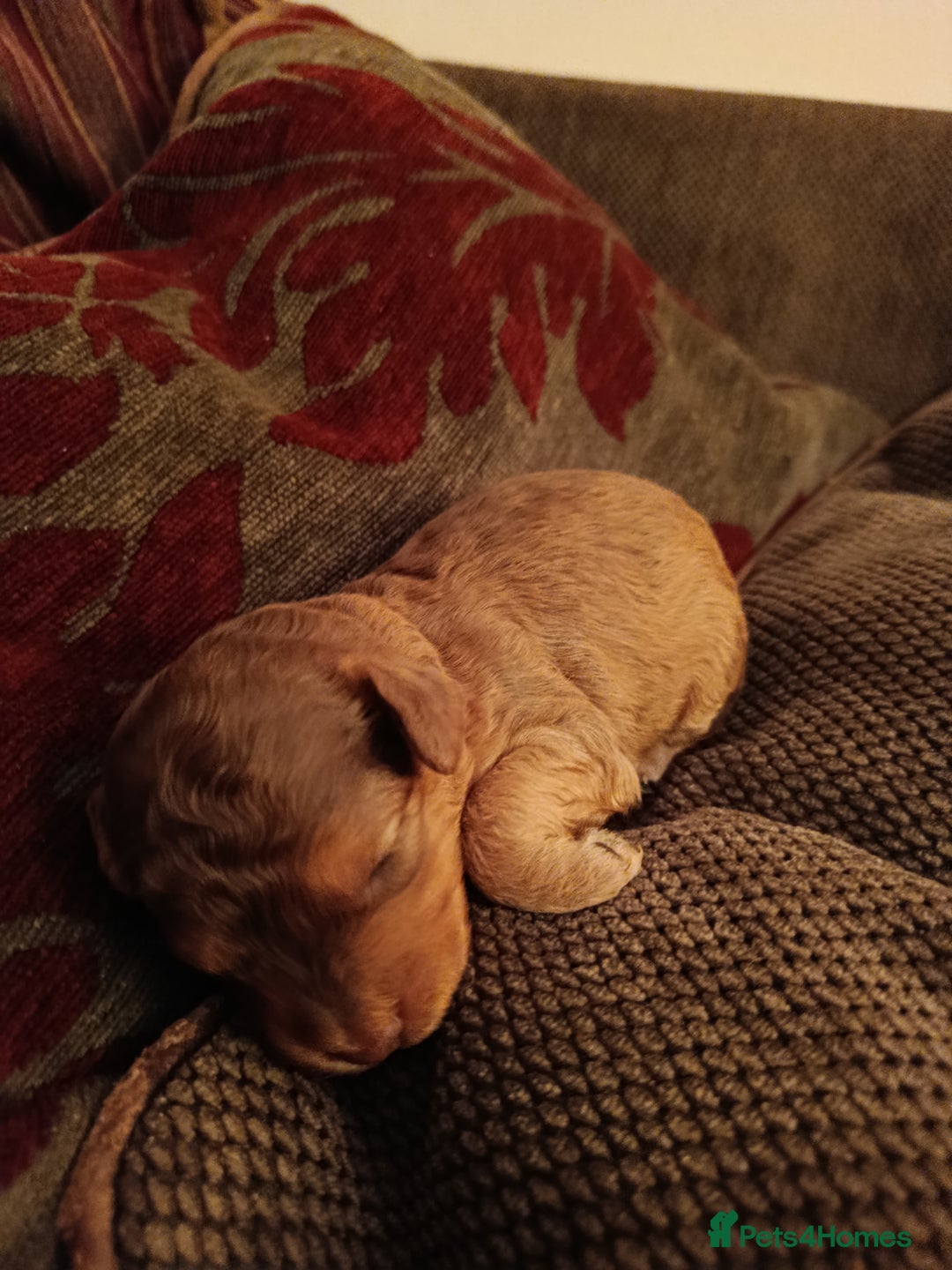 Cockapoo dogs for sale: F1b Cockapoos  - Advert 2