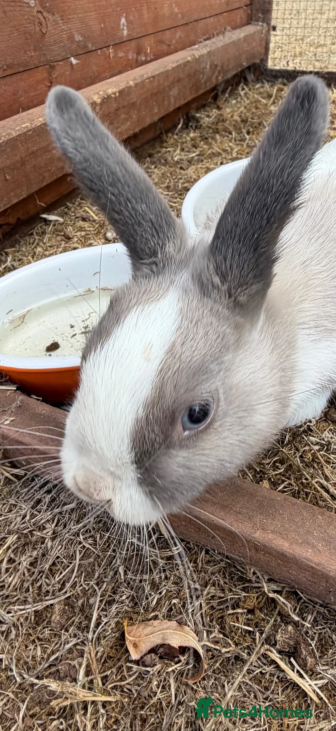 Mixed Breed rabbits for sale: 2 males mini Lop x  in Cullompton - Advert 2