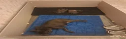 Staffordshire Bull Terrier dogs for sale: Short Blue boy - Advert 4