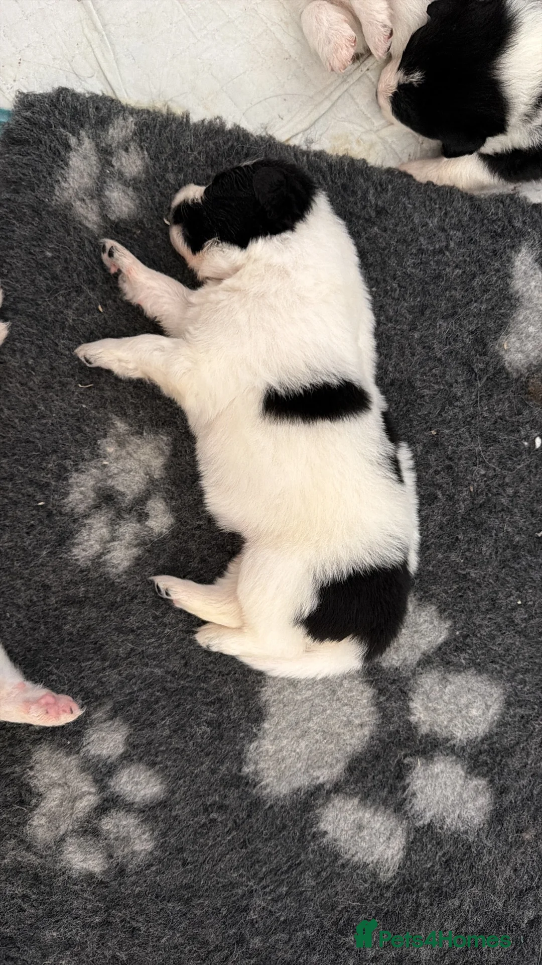 Mixed Breed dogs for sale: Beautiful Samoyed / Australian Shepard Cross  - Advert 14