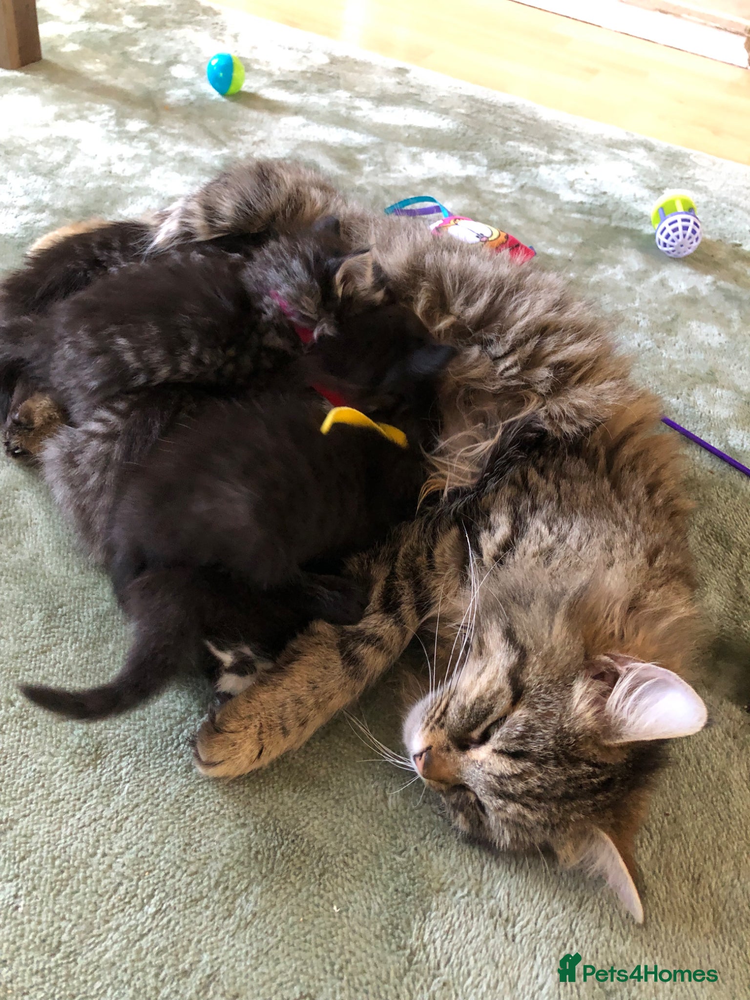 Mixed Breed cats 5 adorable fur balls   - Advert 18