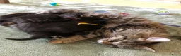 Mixed Breed cats for sale: 5 adorable fur balls   in Manchester - Advert 1
