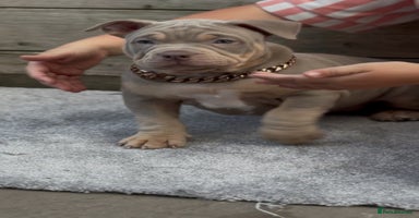 American Bully dogs - Advert 2