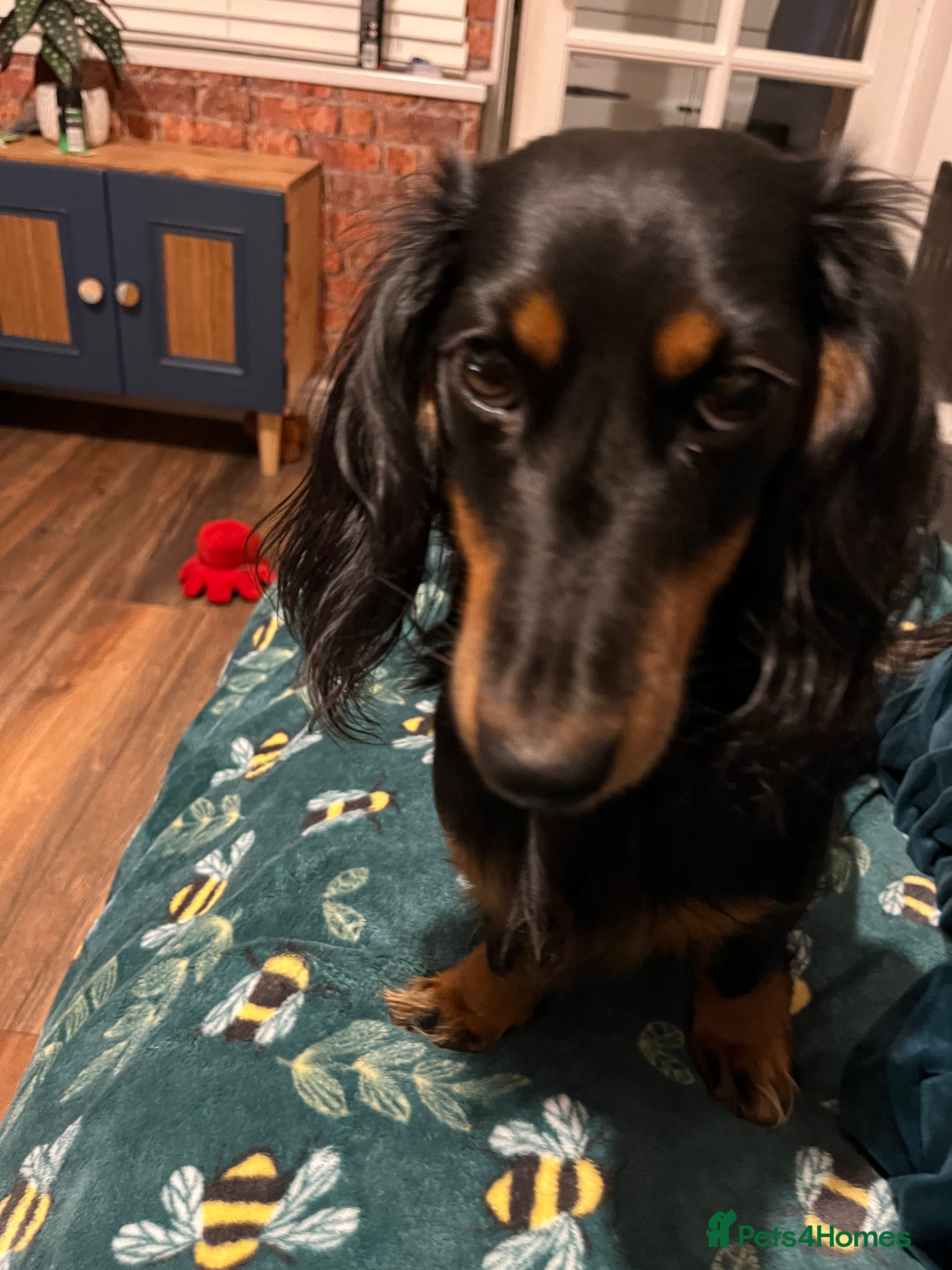 Mixed Breed dogs Beautiful Zuchon Doxies - Advert 1