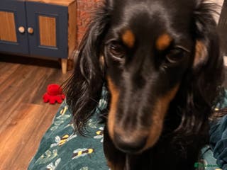 Mixed Breed dogs Beautiful Zuchon Doxies - Advert 1