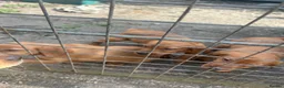 Mixed Breed dogs for sale: Red setter x labrodor - Advert 3
