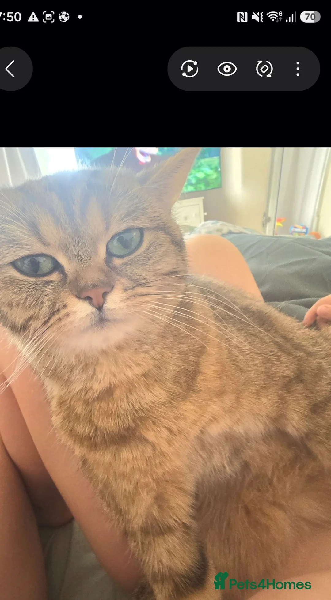 British Shorthair cats for sale: Brittish shorthair cross Bengal  in Southend-on-Sea - Advert 14
