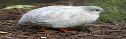 Quail poultry for sale: Healthy Quails , Chinese and Japenese Quails  - Advert 9