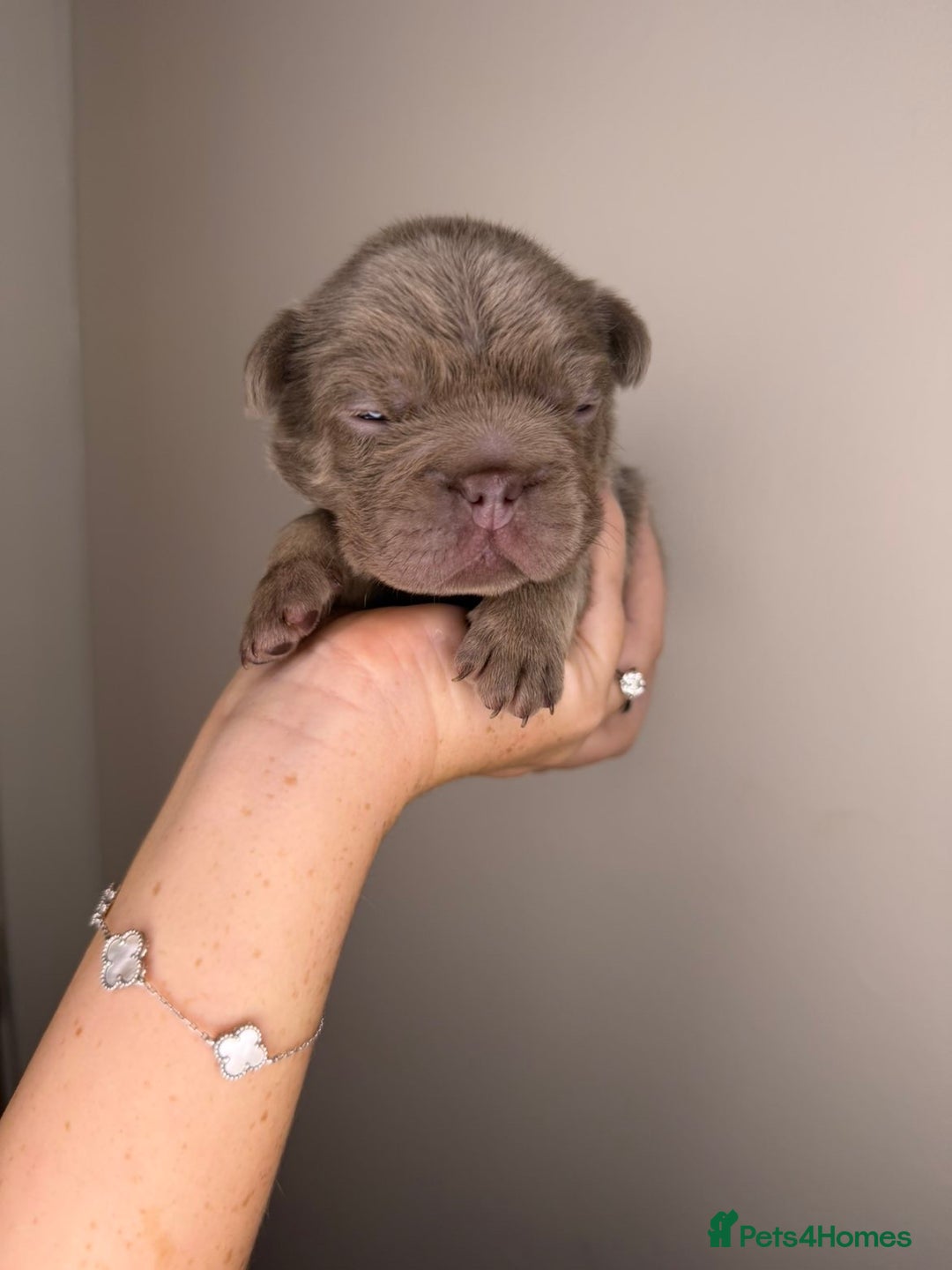 French Bulldog dogs for sale: French bulldog  - Advert 11