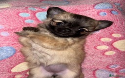 Chihuahua dogs for sale: Tiny Long-Haired Chihuahua Puppies - Image 18